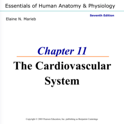 Chapter 11 cardiovascular system packet