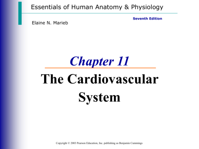 Chapter 11 cardiovascular system packet