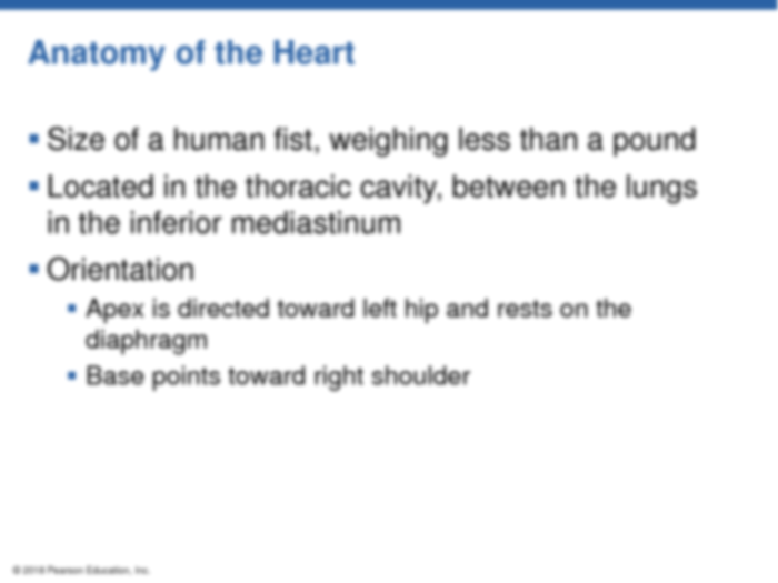 Chapter 11 cardiovascular system packet