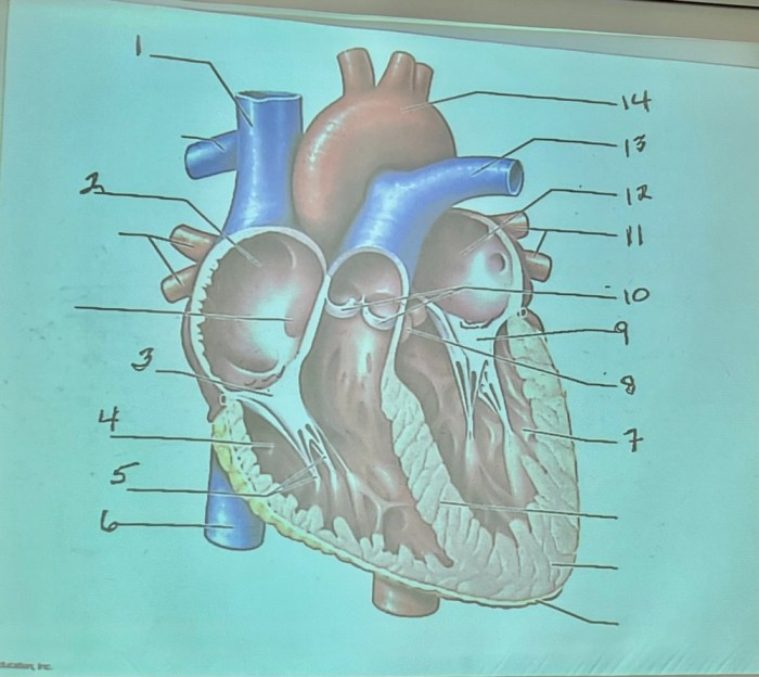 Chapter 11 cardiovascular system packet