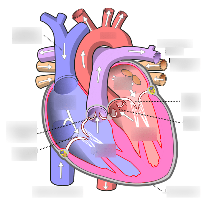 Chapter 11 cardiovascular system packet