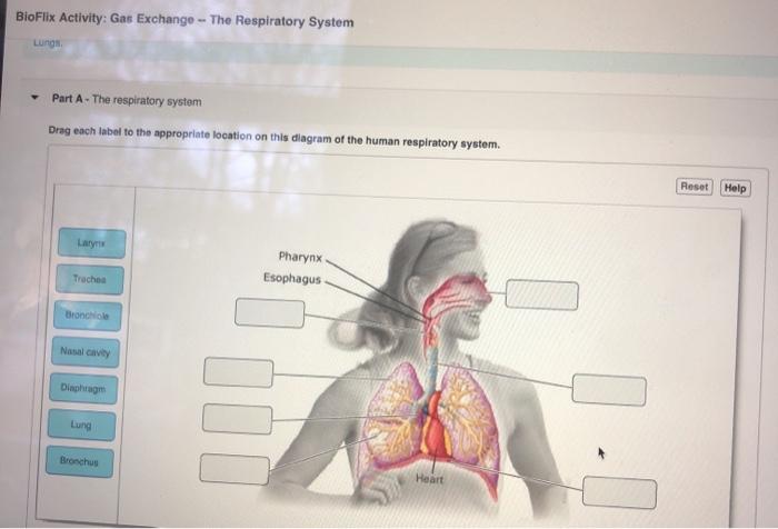 Bioflix activity gas exchange the respiratory system