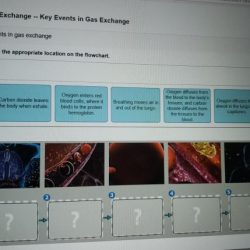 Respiratory system class exchange breathing gases human