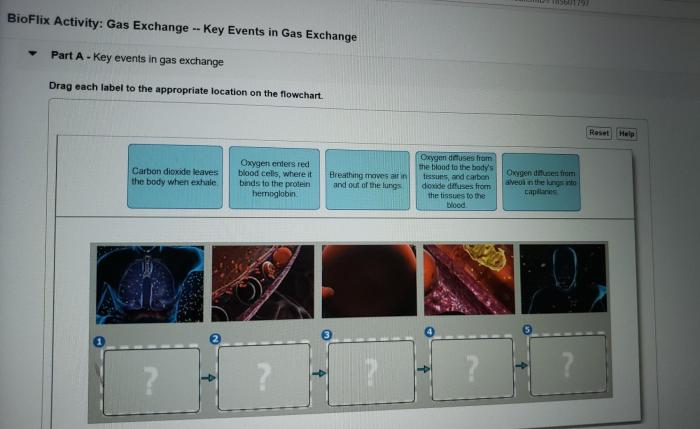 Respiratory system class exchange breathing gases human