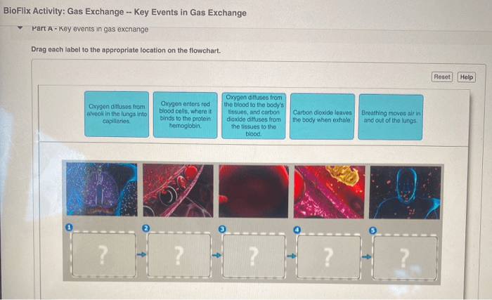 Bioflix activity gas exchange the respiratory system