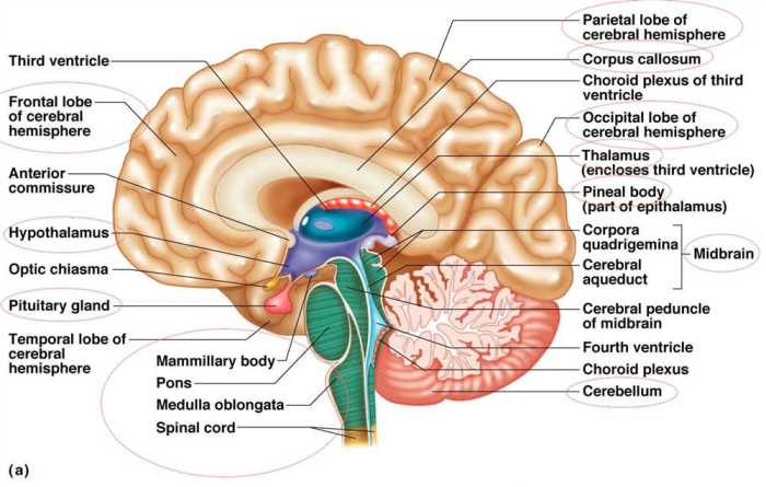 Ati anatomy and physiology 2009 proctored exam